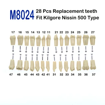 Стоматологическая Модель зубов 28шт Замена Стандартной Практики Ввинчивающийся Typodont Demo Подходит для модели типа Kilgore Nissin 500 С 28шт Зубьями
