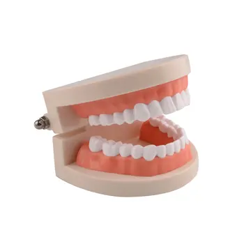 Ультрасовременная Стандартная обучающая стоматологическая модель Исследование строения зубов Полости рта Обучающий демонстрационный инструмент для стоматологов